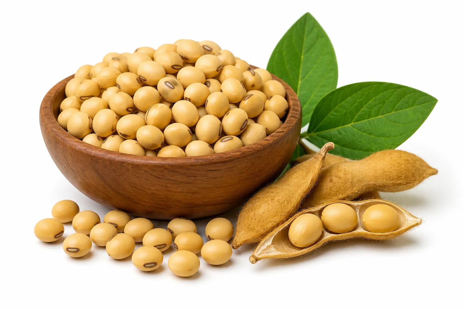 Soybean