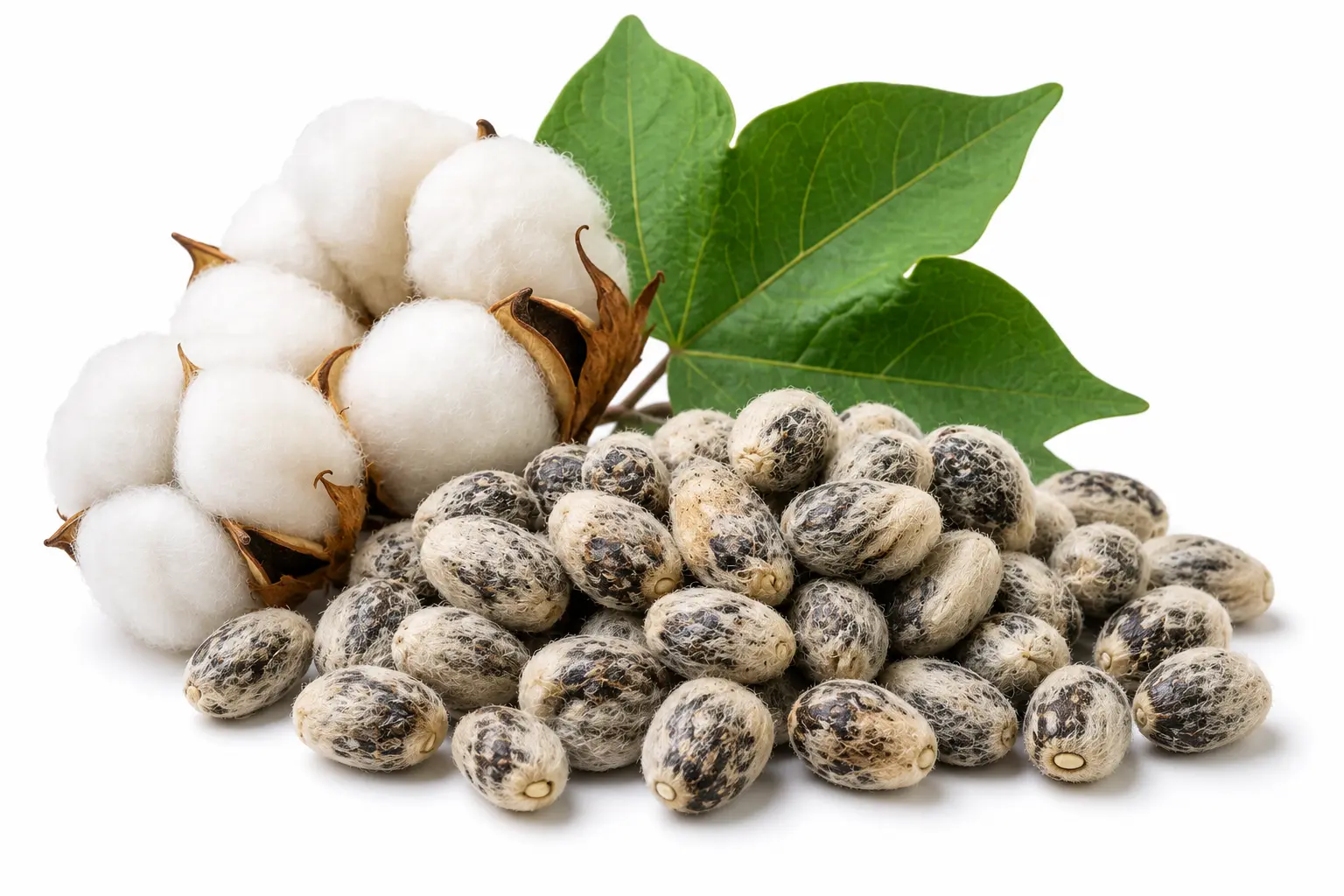 Cottonseed